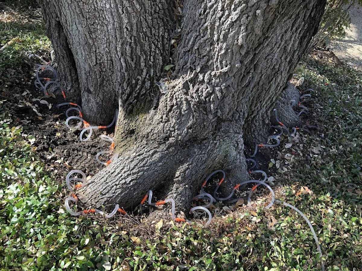 Detailed Tree Cabling and Bracing job site in Veedersburg