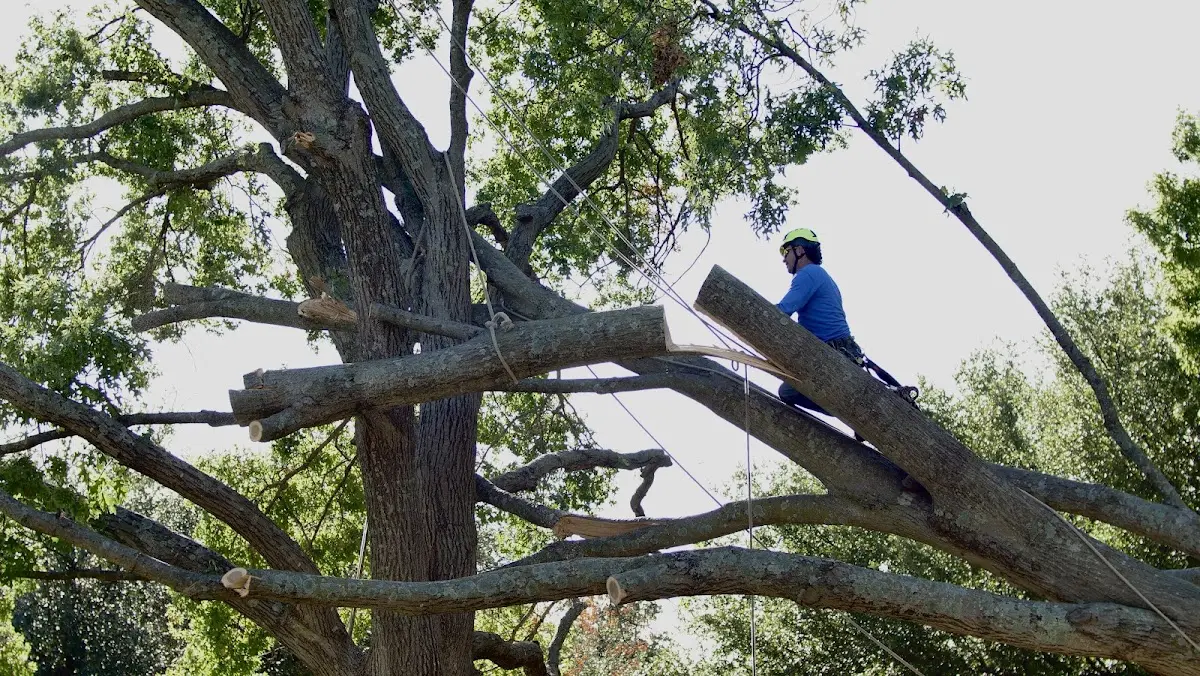 Professional Crown Thinning performed by certified arborists in Veedersburg