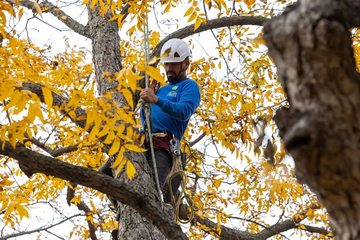 Skilled Tree Pruning crew working in Veedersburg